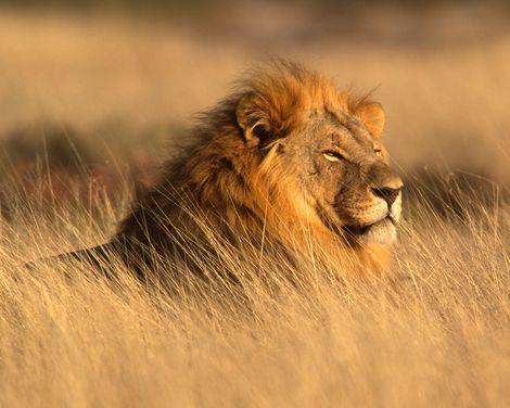 Etosha Nationalpark Loewe