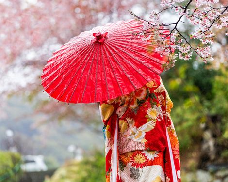 Kyoto Kirschbluete