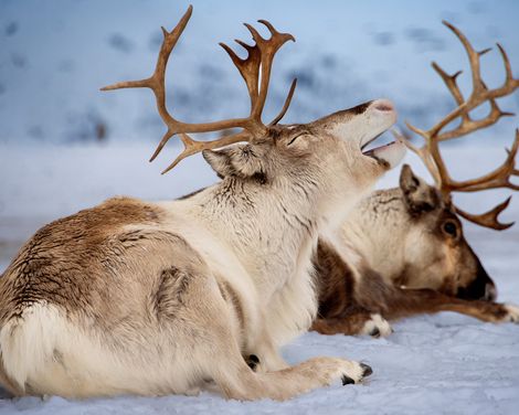 Skandinavien Lappland Rentiere