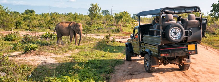 Safaris