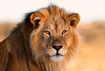 Südafrika und Mauritius