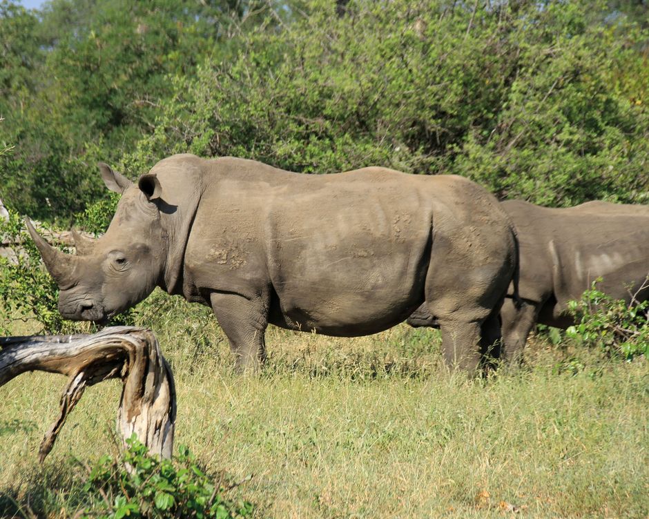 Suedafrika Krueger National Park Nashorn