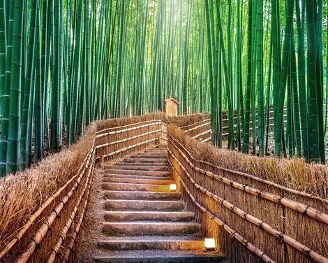 Kyoto Bambuswald Arashiyama