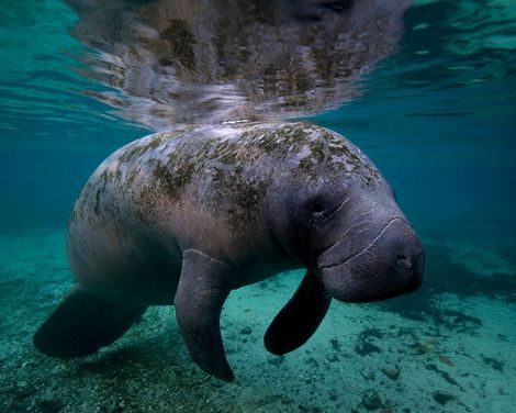 Fort Myers Crystal River Manatees