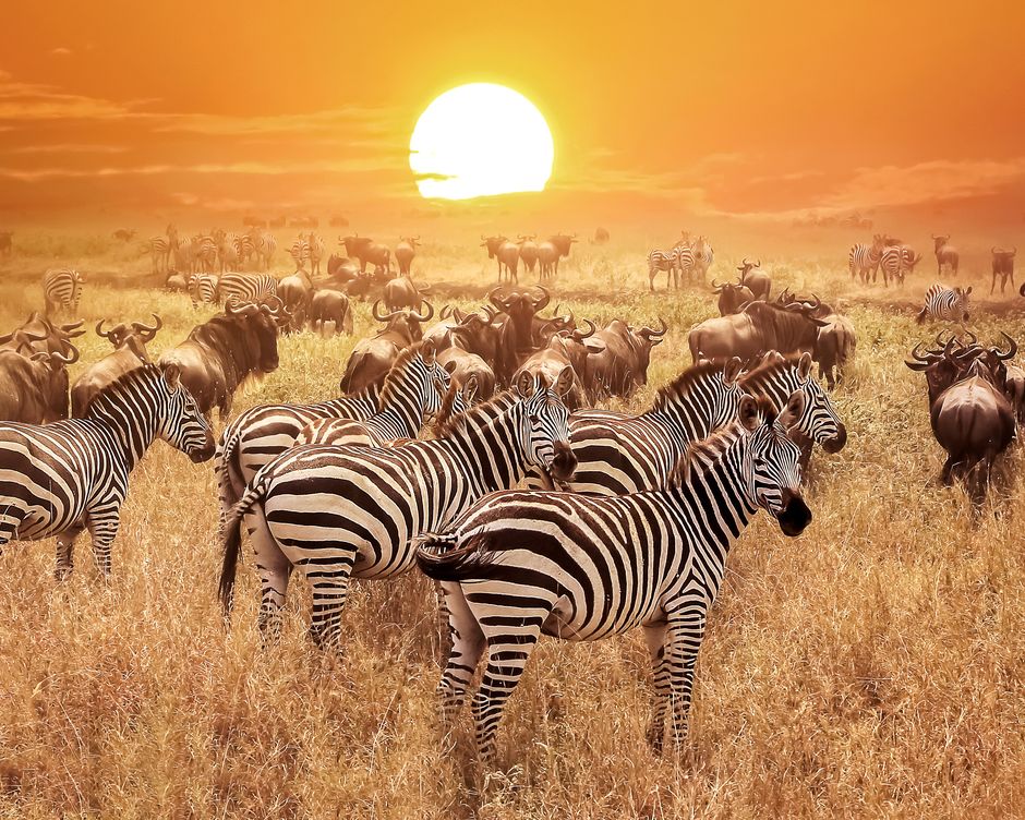 Serengeti Nationalpark Sonnenuntergang