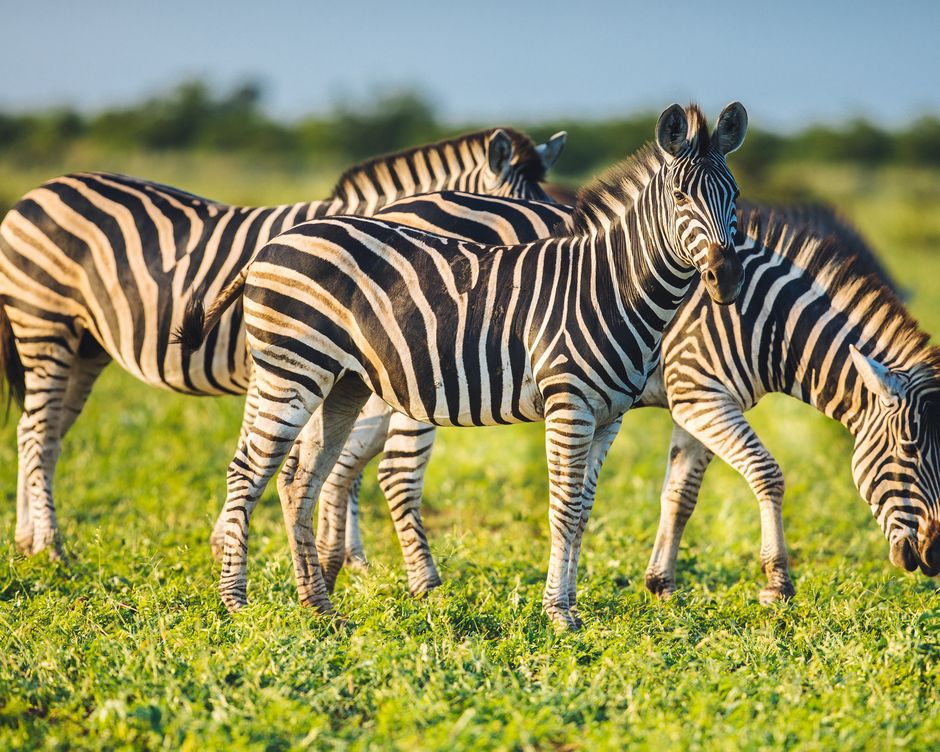 Suedafrika Zebras
