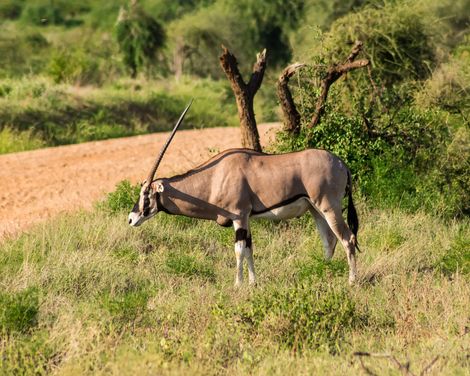 Samburu National Reserve Beisa Oryx