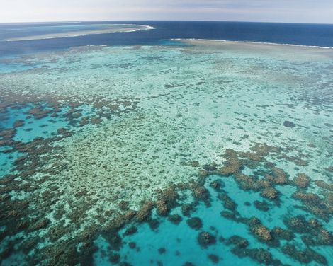 Port Douglas Agincourt Reef