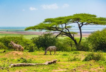 Sansibar und Safari-Abenteuer