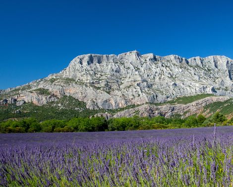 Mount Sainte Victoire + Lavendelfeld