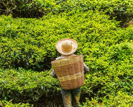 Cameron Highlands Teeplantagen Arbeiter