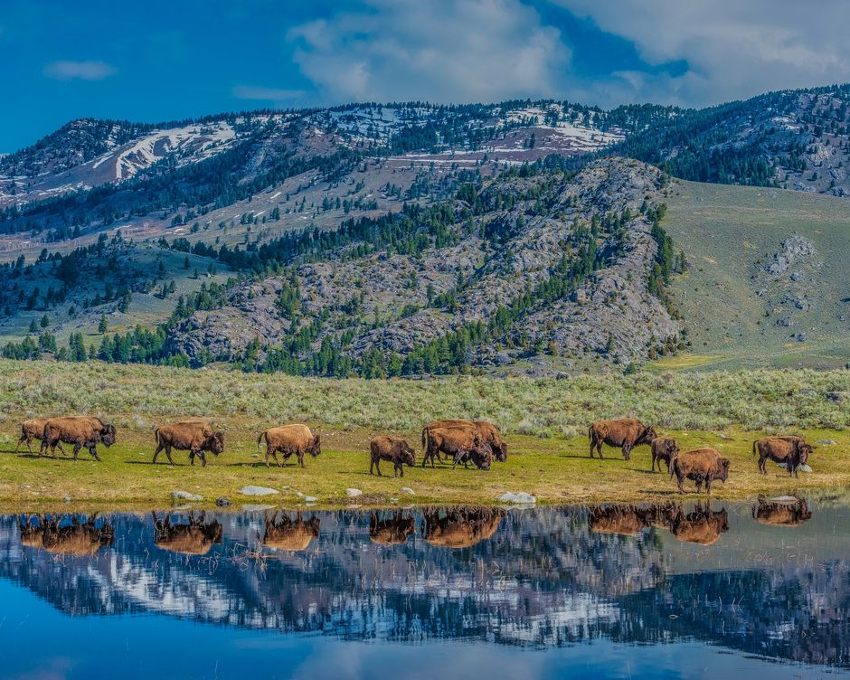 Yellowstone National Park Bueffel