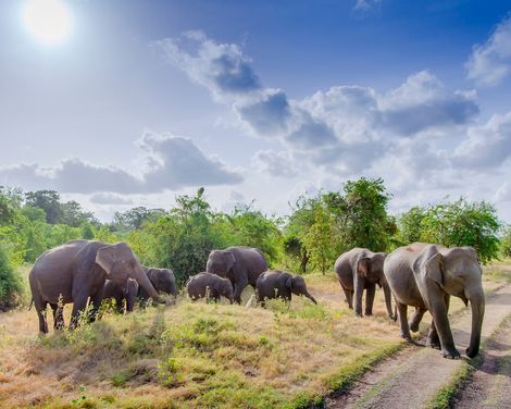Minneriya Nationalpark