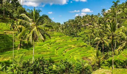 Facettenreiches Bali