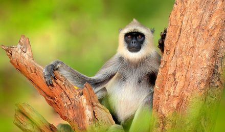 Tee, Gewürze & Naturerlebnisse in Sri Lanka