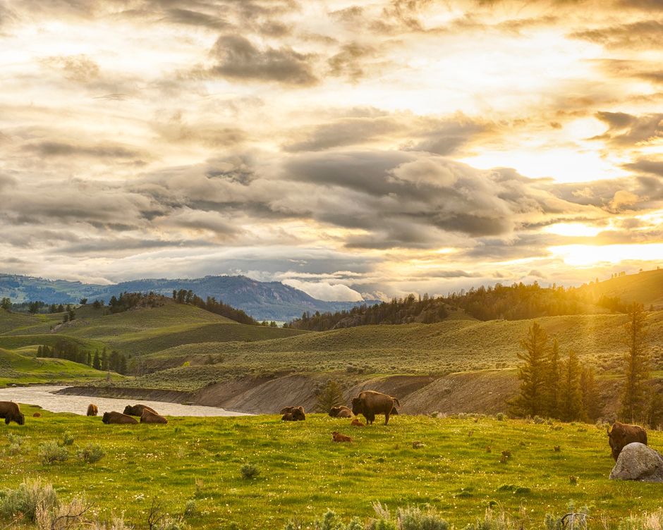 Yellowstone National Park Bueffel