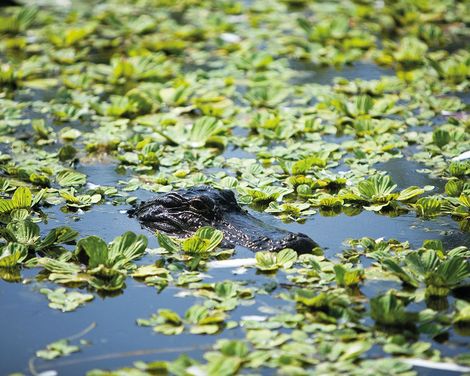 Everglades Nationalpark