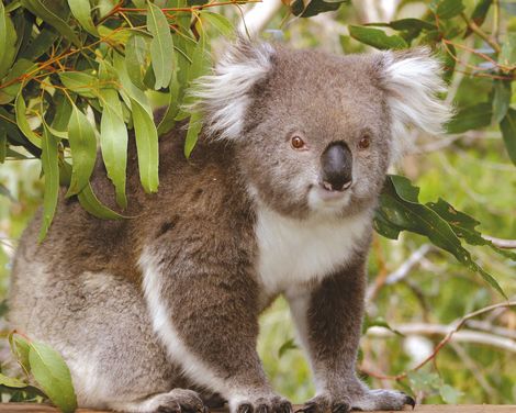 Phillip Island Nature Park Koala