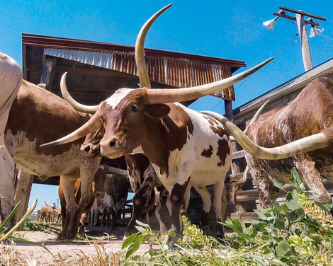 Fort Worth Stockyards 