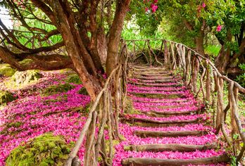 Madeira - Küstenklippen und Blütenpracht