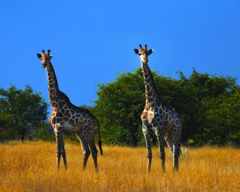 Etosha Nationalpark Giraffen