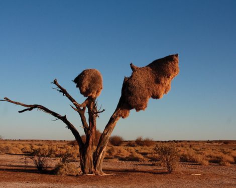 Kalahari Wueste