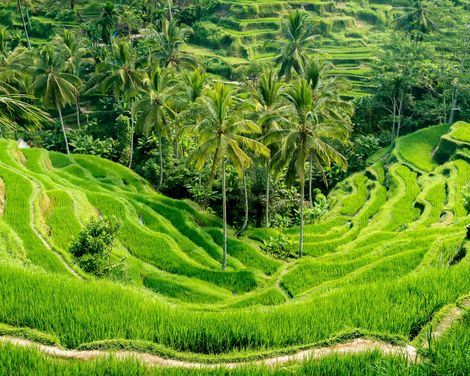 Bali Jatiluwih