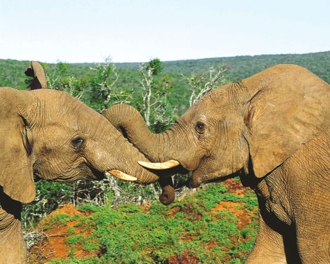 Addo National Park Elefanten