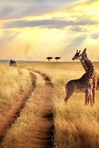 Safari