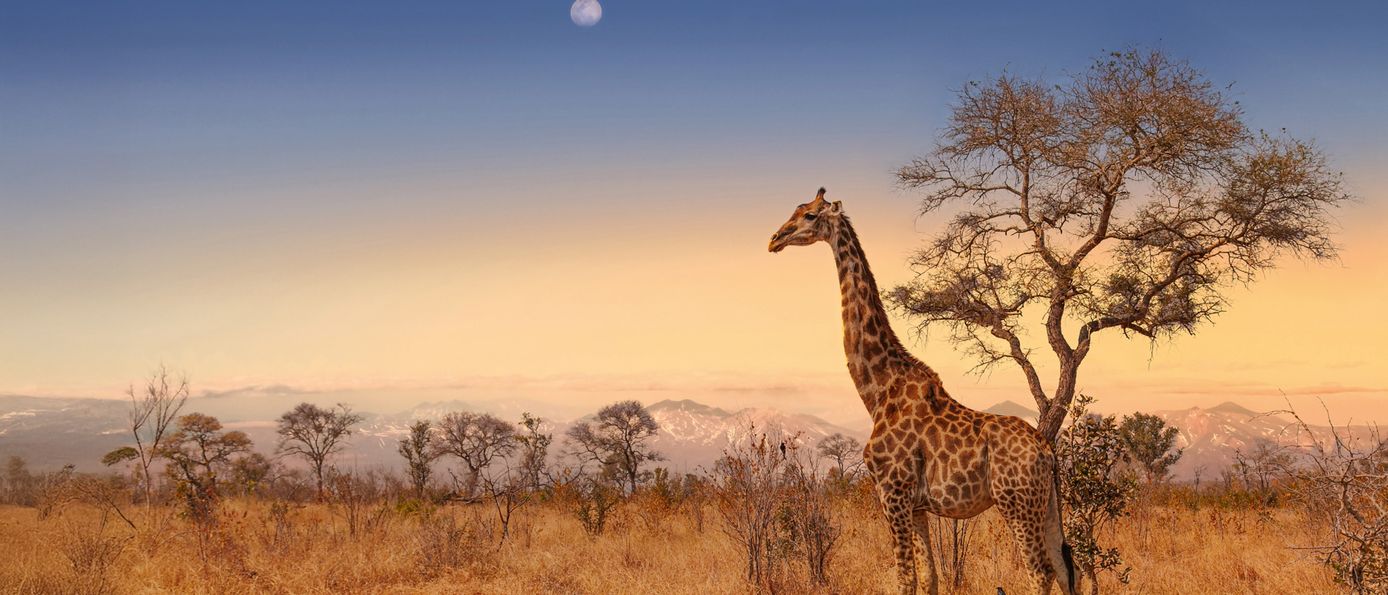 Suedafrika